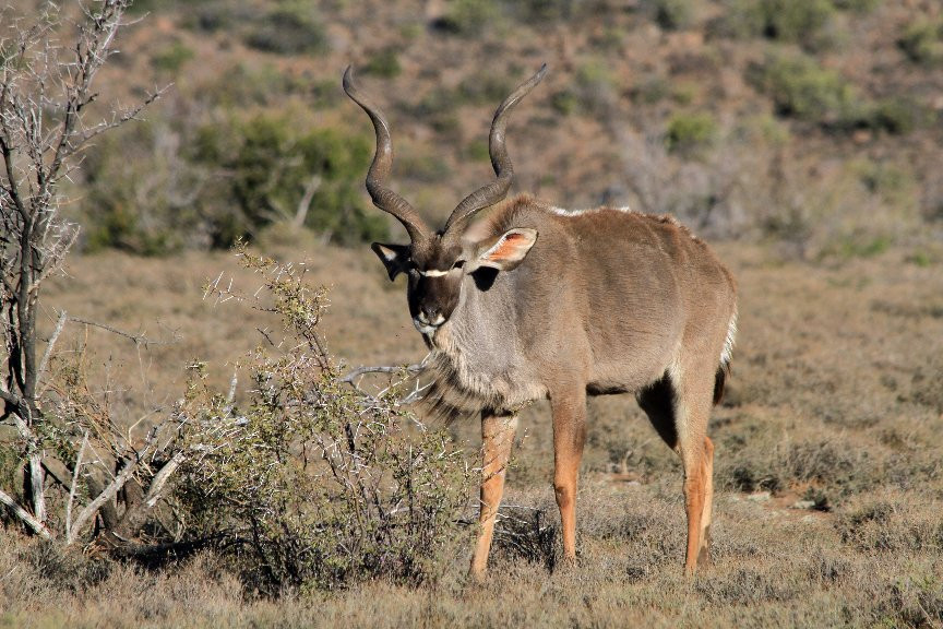 Karoo National Park Unterkunfte主图