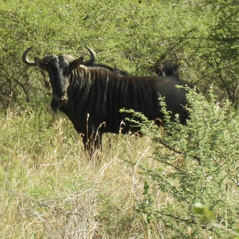 Polokwane Game Reserve-波罗关必去景点