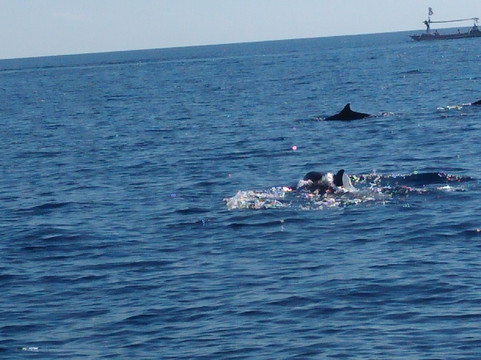 Lovina Taxi Bali-新加拉惹必去景点