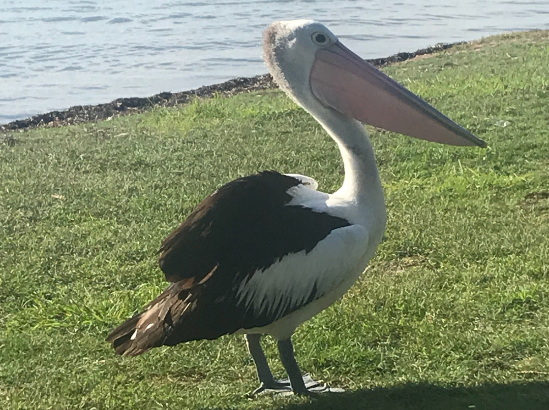 Sapphire Palms Motel主图