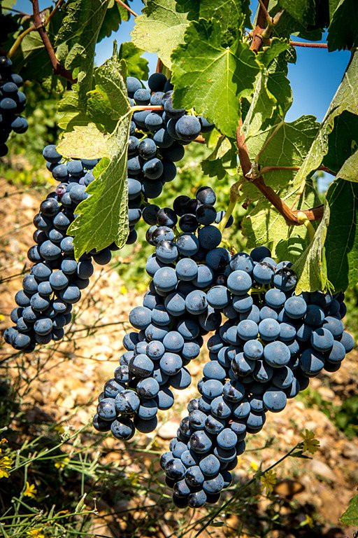 Bodegas Valle del Botijas-Pesquera de Duero必去景点
