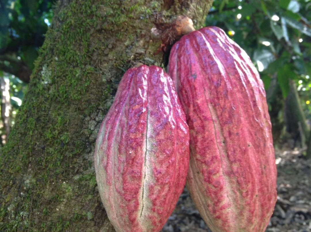 El Sendero del Cacao景点图片