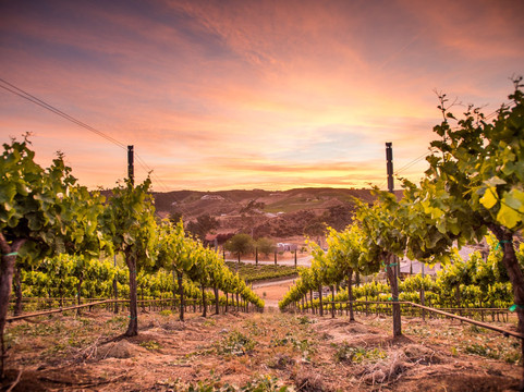 Gershon Bachus Vintners-特曼库拉必去景点