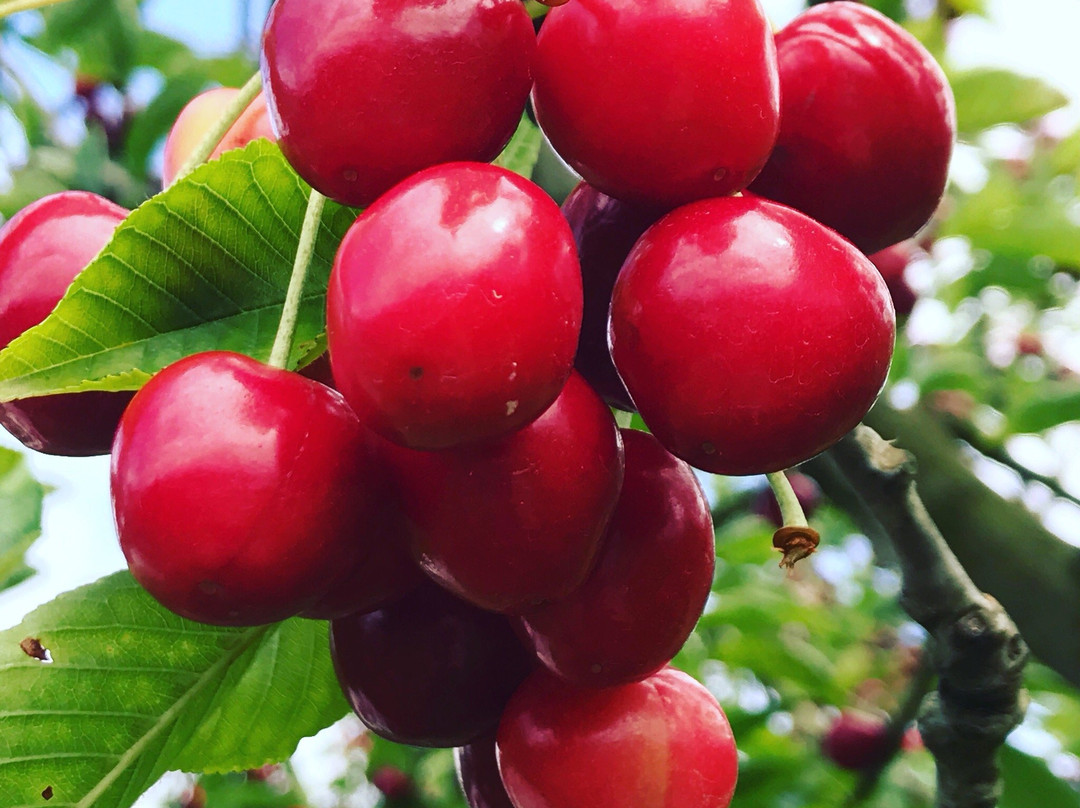 Red Hill Cherry Farm景点图片