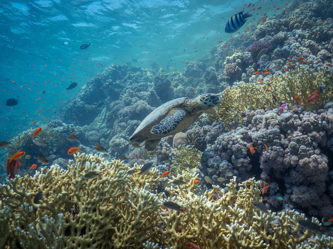 Scuba World Divers Soma Bay-艾尔可西利亚必去景点