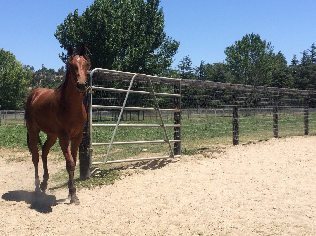 Flag Is Up Farms-索尔万必去景点