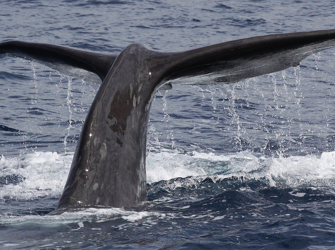 Dive Azores-奥尔塔必去景点