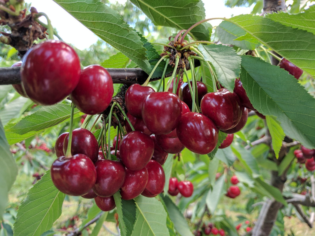 Spring Valley Orchard-Afton必去景点