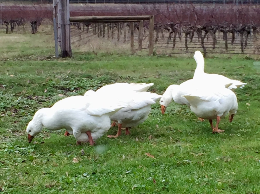 Mount Macedon Winery-马其顿必去景点