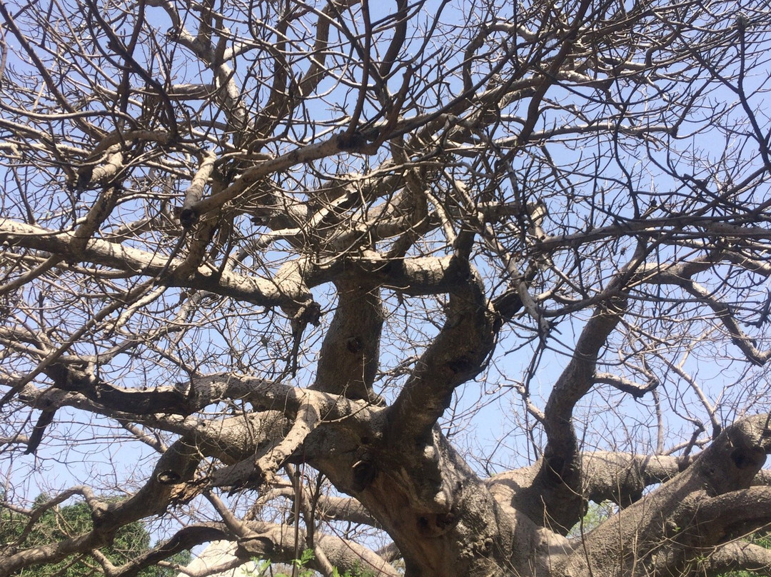 Parijat Tree景点图片