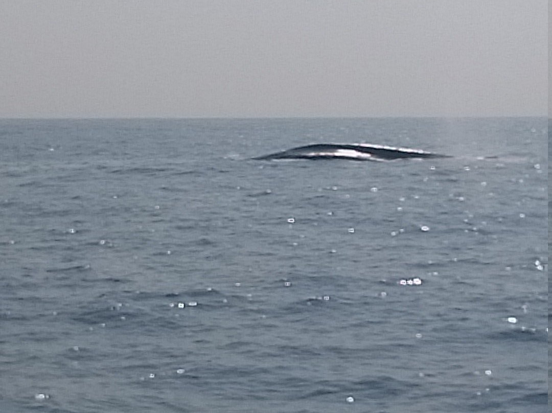 Mirissa Whale Watching Club-美蕊沙必去景点