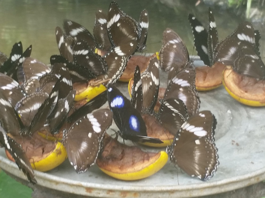 SM City Davao-达沃必去景点