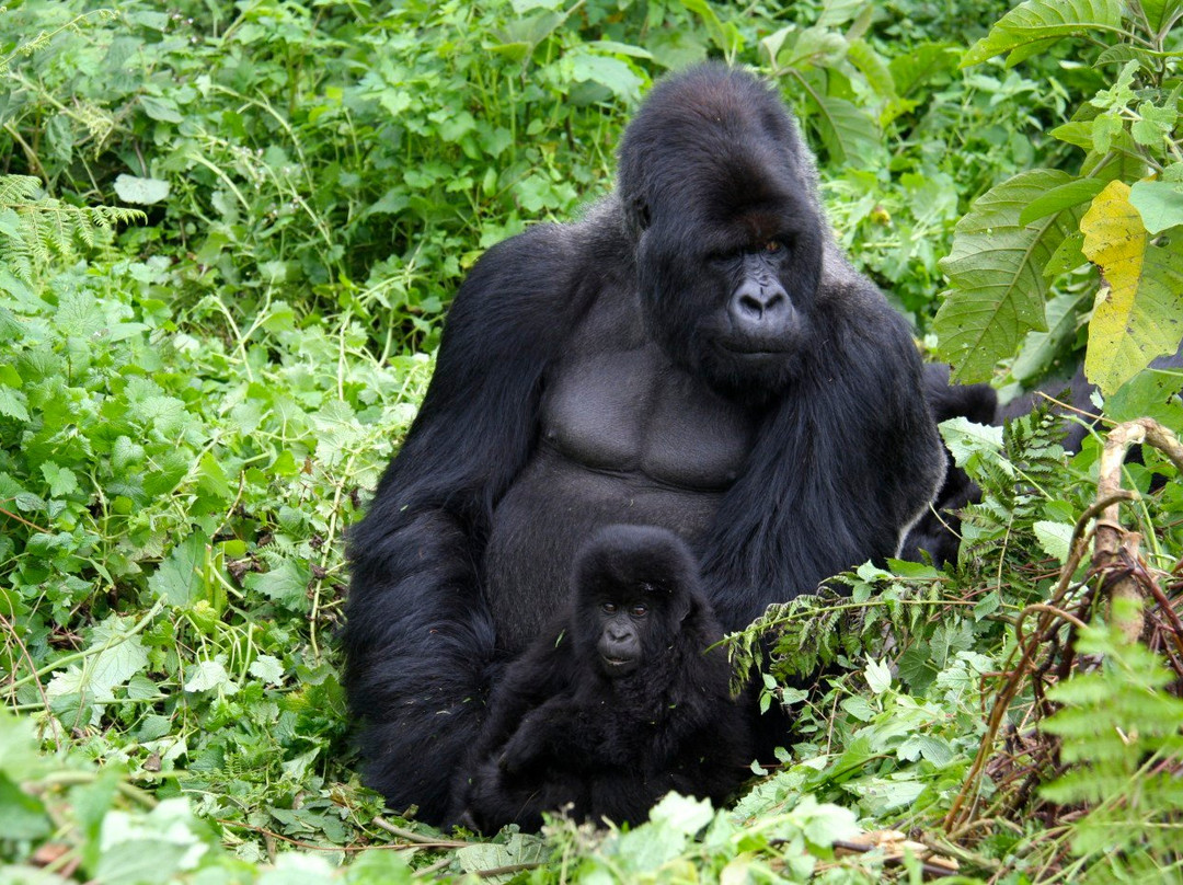 souvenier safaris-吉佳利必去景点