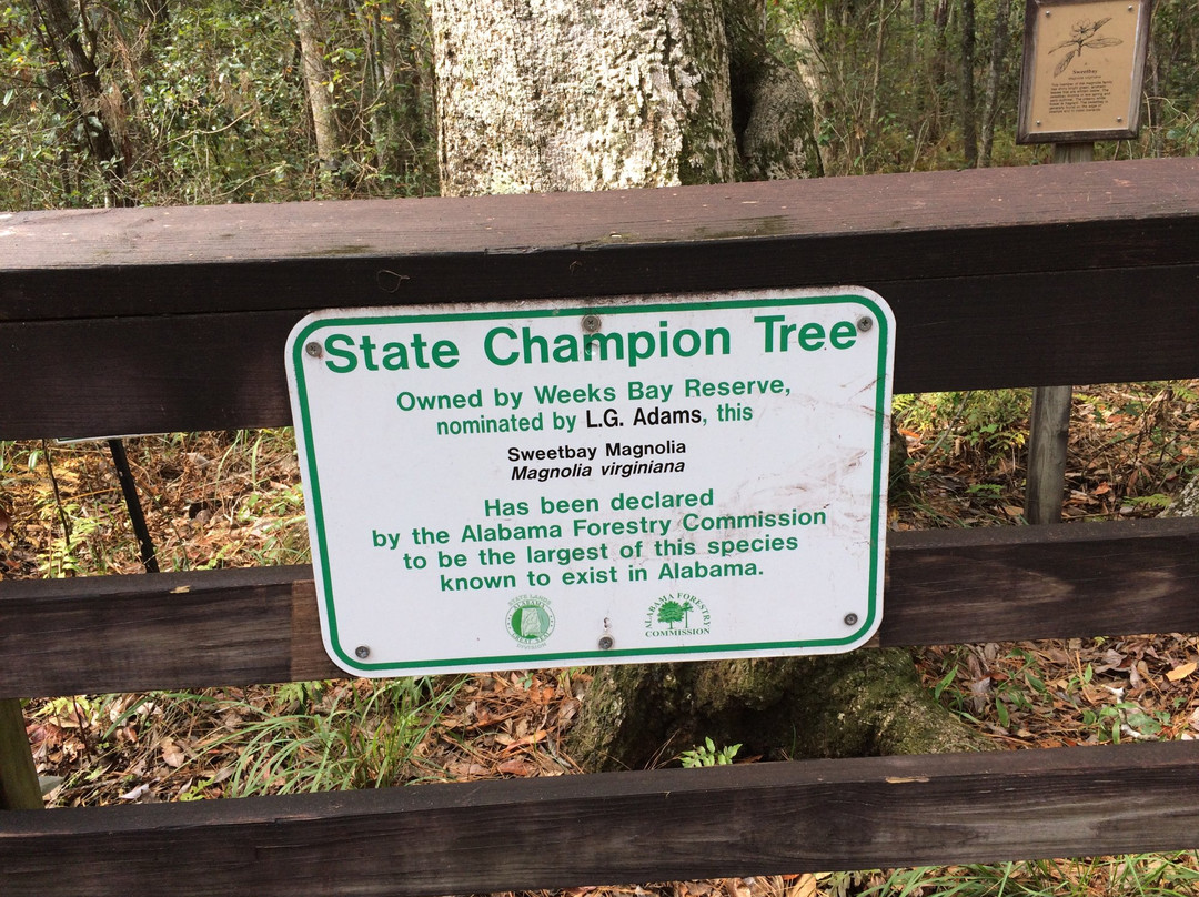 Weeks Bay Reserve-费尔霍普必去景点