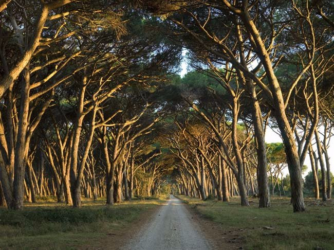 Parco Regionale Migliarino San Rossore Massaciuccoli景点图片