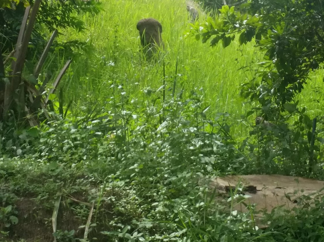 Sarius Palmetum and Botanical Garden-Kwali必去景点