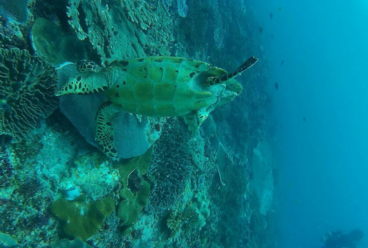 divedivedivebali-沙努尔必去景点