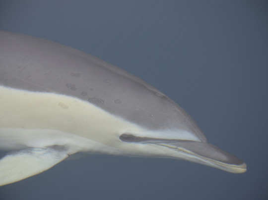 LS Catamarans-蓬塔德尔加达必去景点