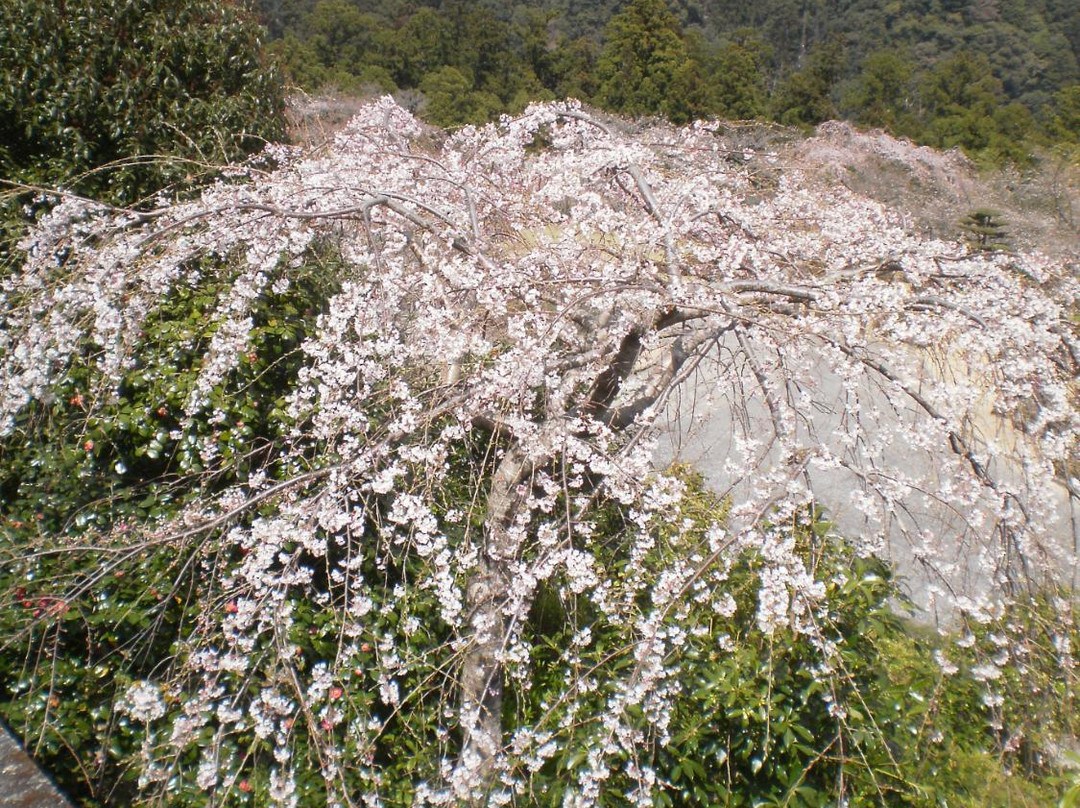 Nachi Primeval Forest-那智胜浦町必去景点