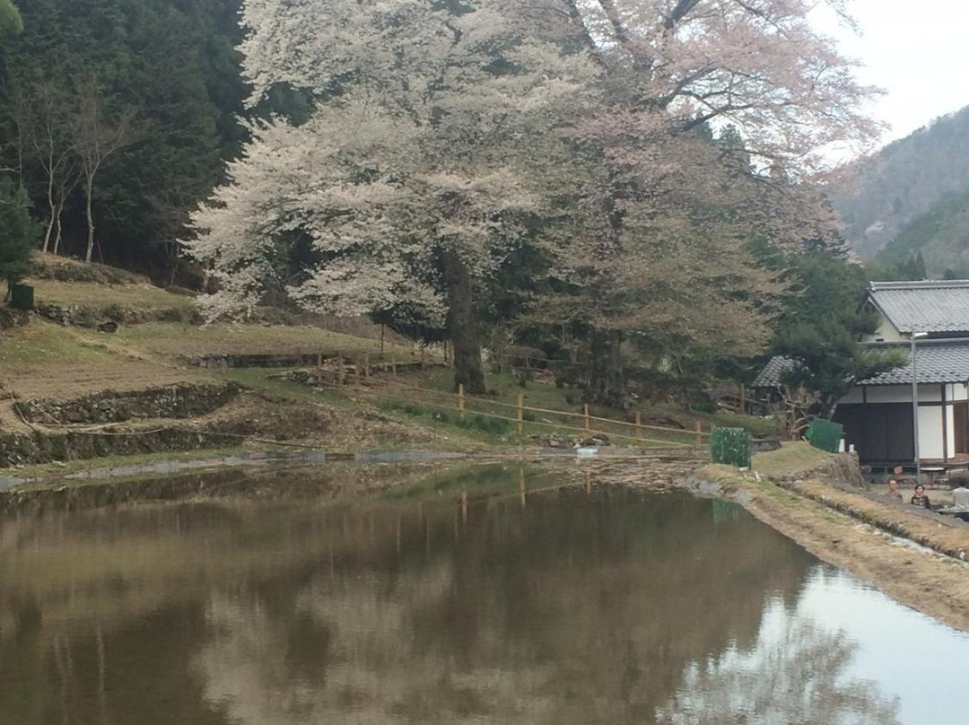 Nawashiro Cherry Blossoms-岐阜市必去景点
