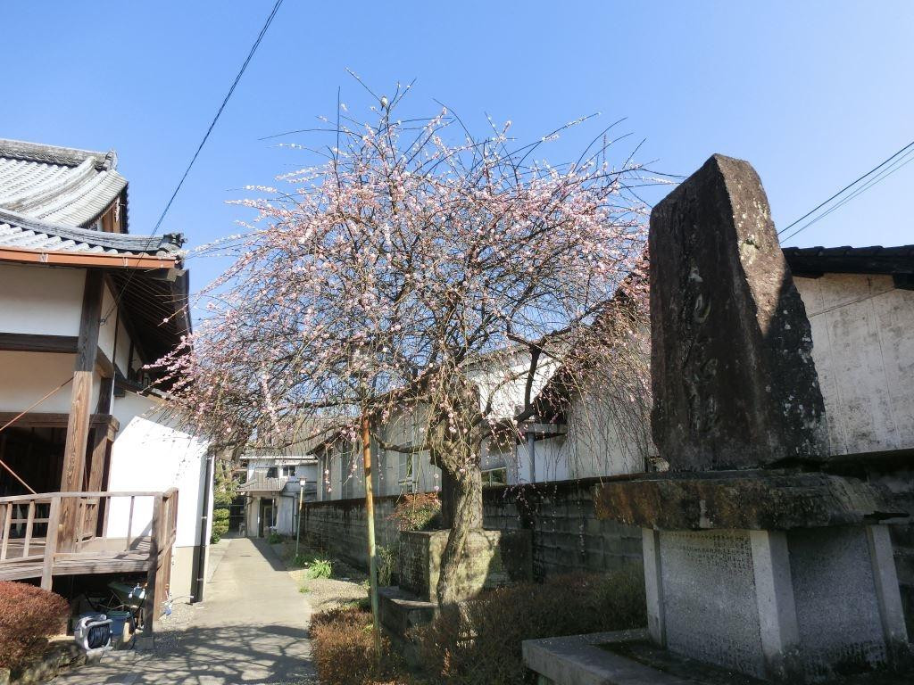 Hongan-ji Temple Hitoyoshibetsuin景点图片