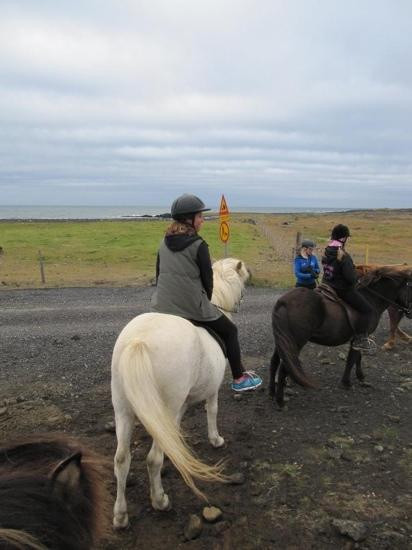 Arctic Horses-格林达维克必去景点