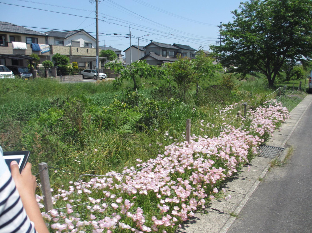 Ishikawa River景点图片
