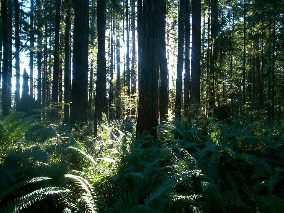 Malcolm Knapp Research Forest-枫树岭必去景点