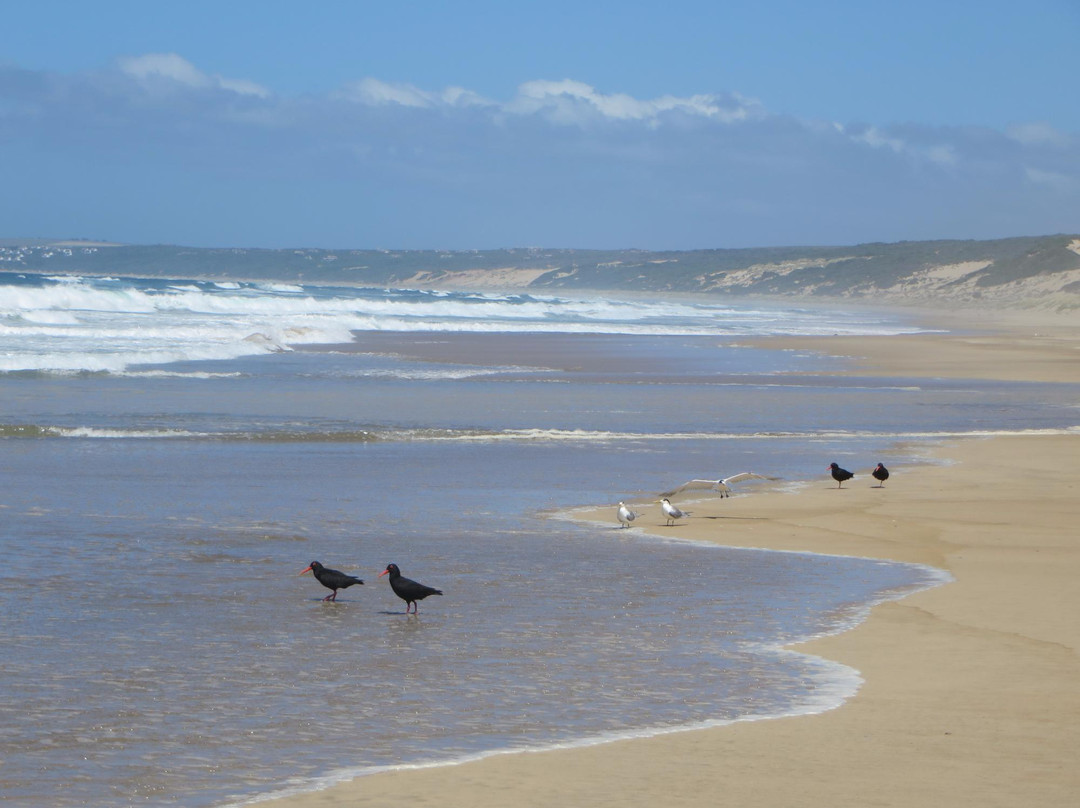 Oystercatcher Trail-莫塞尔贝必去景点