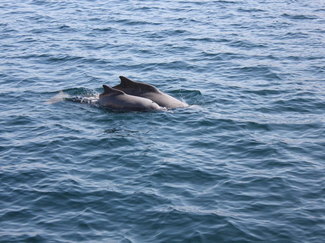 The Dolphin Travel & Tourism-海塞卜必去景点