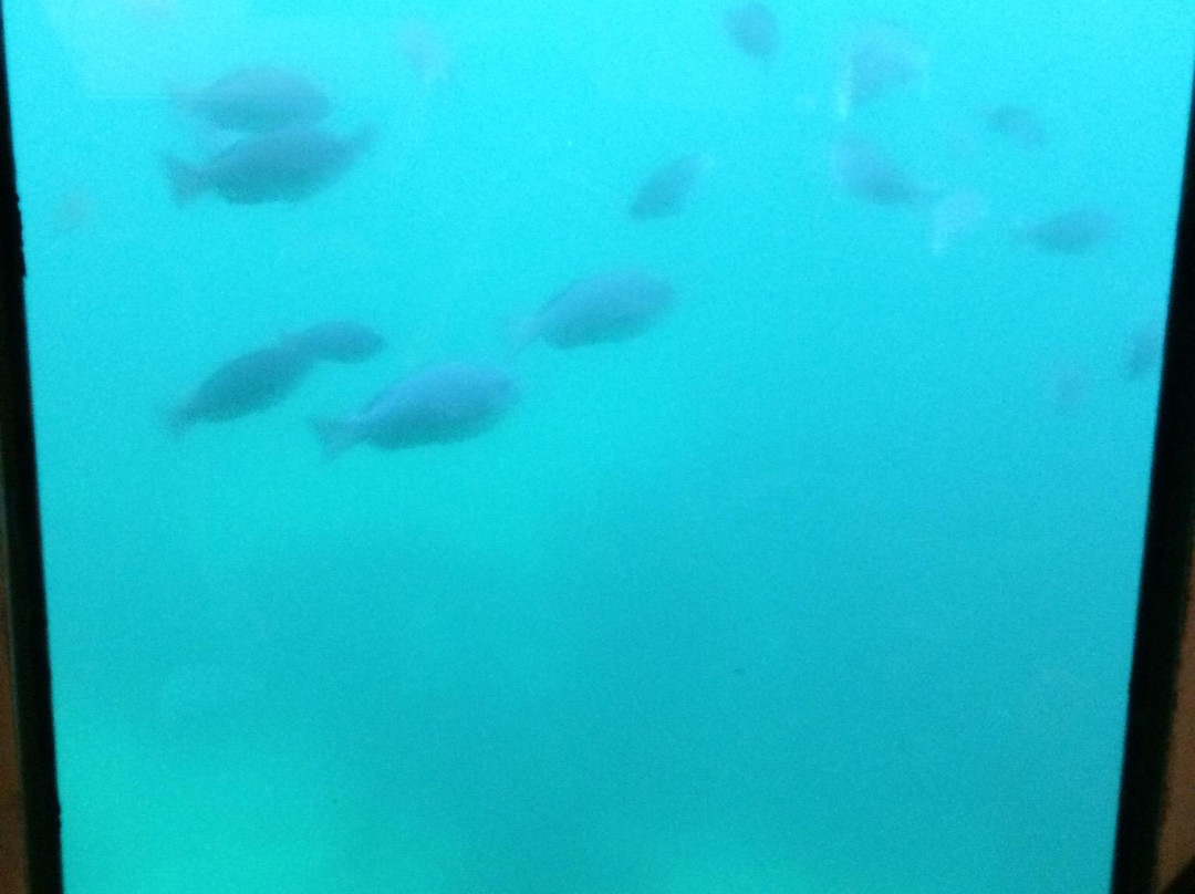 Nijiiro Sakana Go-三浦市必去景点