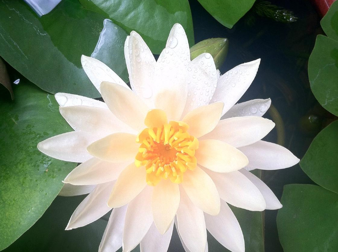 Garden Ponds Kauai-基拉韦厄必去景点