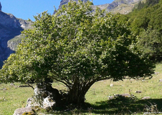 Era Artiga de Lin-Val d'Aran必去景点