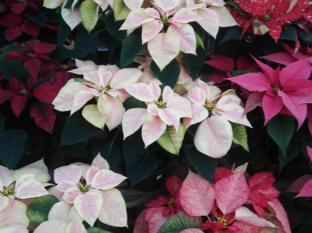 Natural Art Garden Center-Toms Brook必去景点