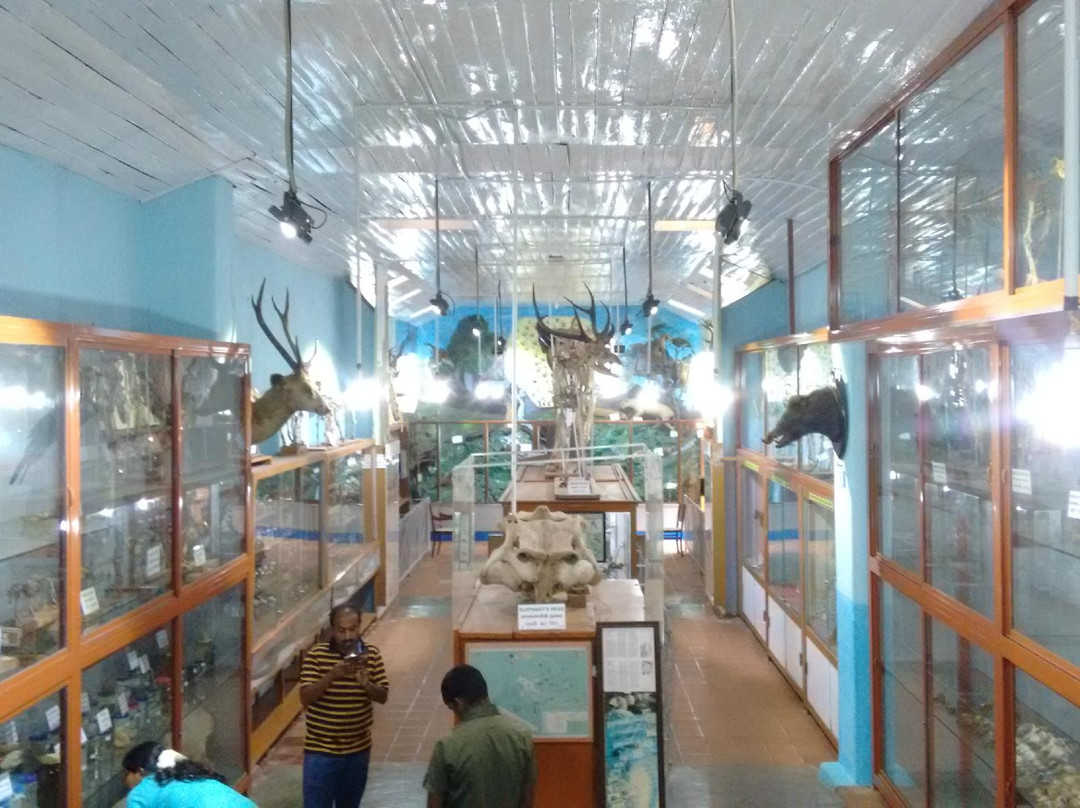 Shembaganur Museum of Natural History景点图片
