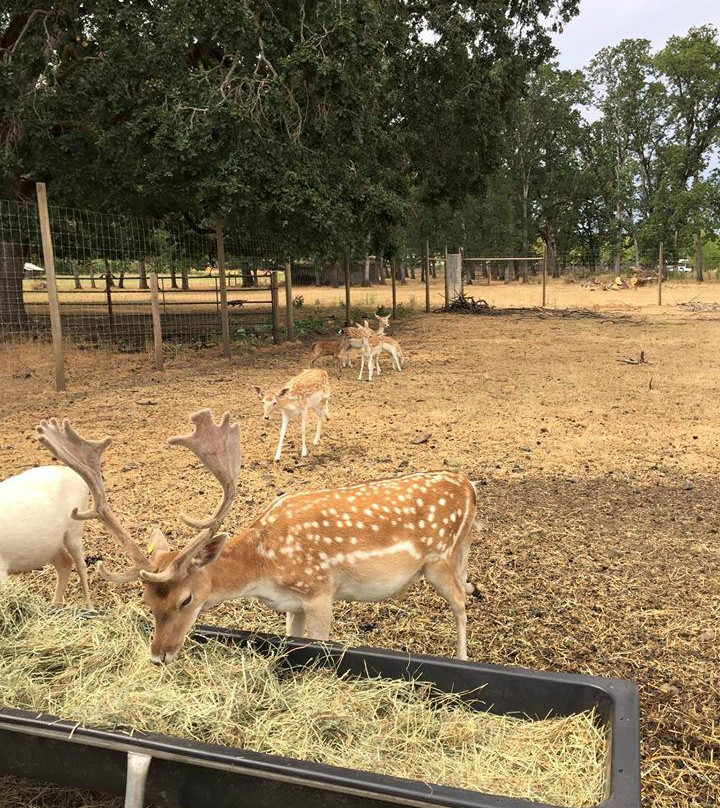 Rosse Posse Acres Elk Ranch-Molalla必去景点