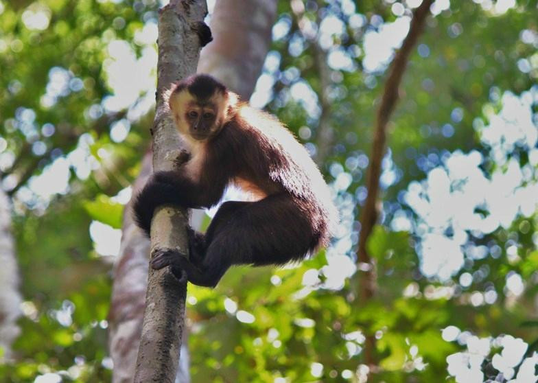 Monkey Island景点图片