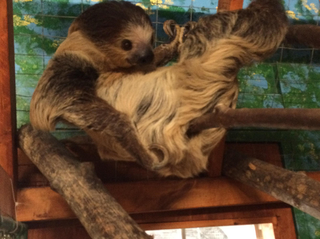 Animal Ed.Ventures at Noah's Landing景点图片