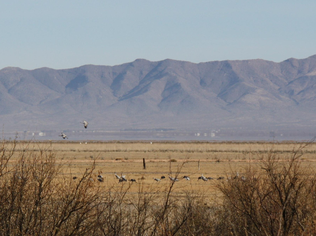Apache Station Wildlife Area-Cochise必去景点