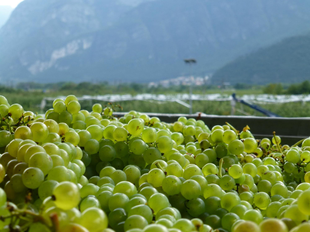 Cantina Sociale di Trento景点图片