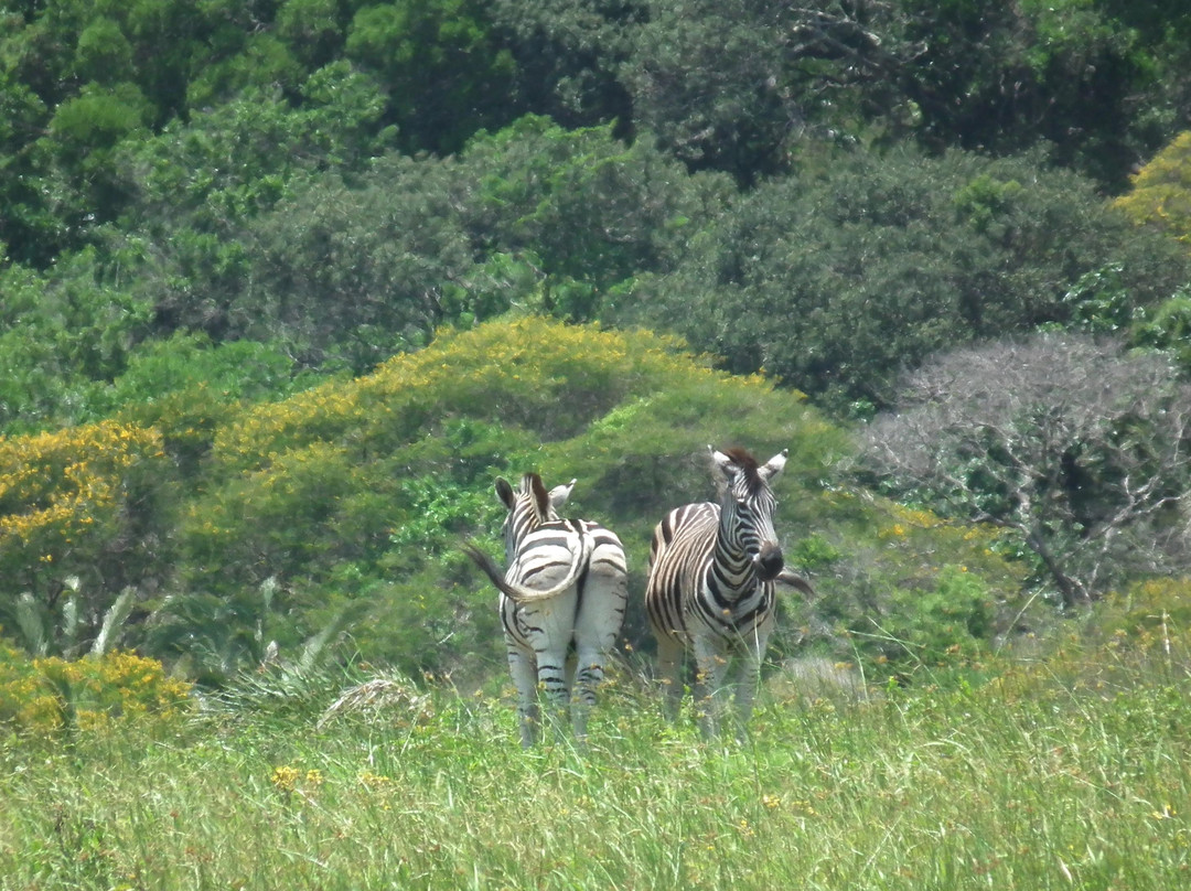 伊西曼格利索湿地公园-圣露西亚必去景点