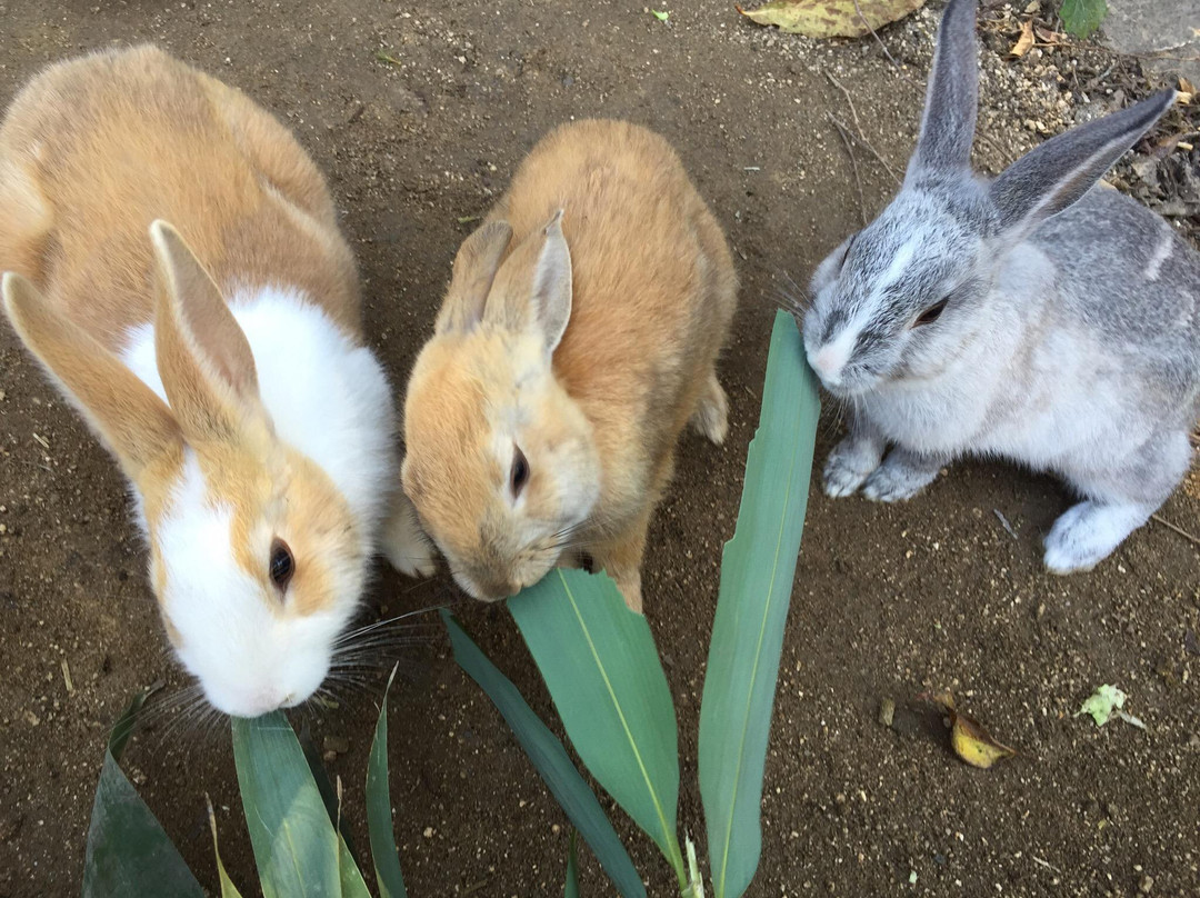 Okunoshima Island Visitor Center-竹原市必去景点