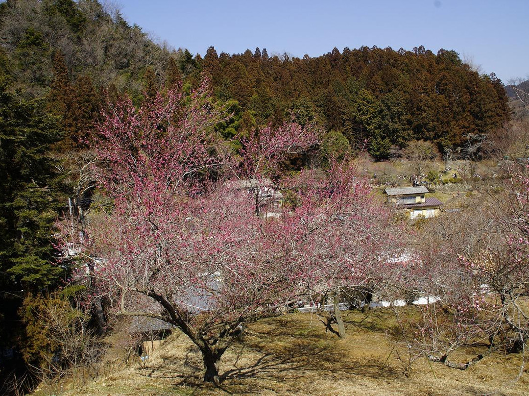 Yoshino Baigo Ume Blossom Matsuri景点图片