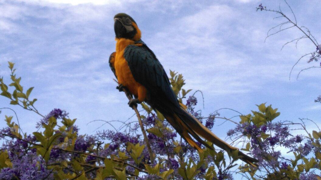 Devil's Island-卡宴必去景点