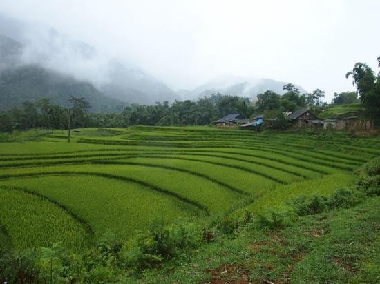 Terraced Rice Fields in Shin Chai Village景点图片