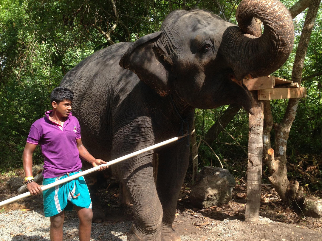 Water For Elephants-Pitiwella必去景点