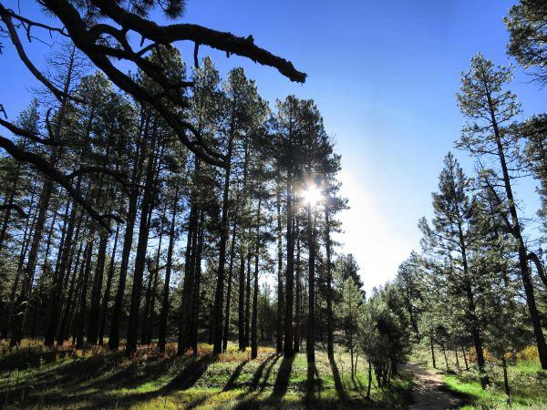 Wildcat Canyon Trail-锡安国家公园必去景点