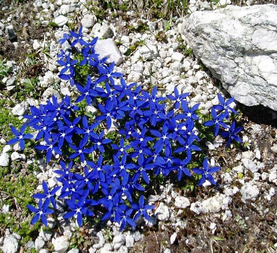 Alpinism & Ski Wanaka-瓦纳卡必去景点