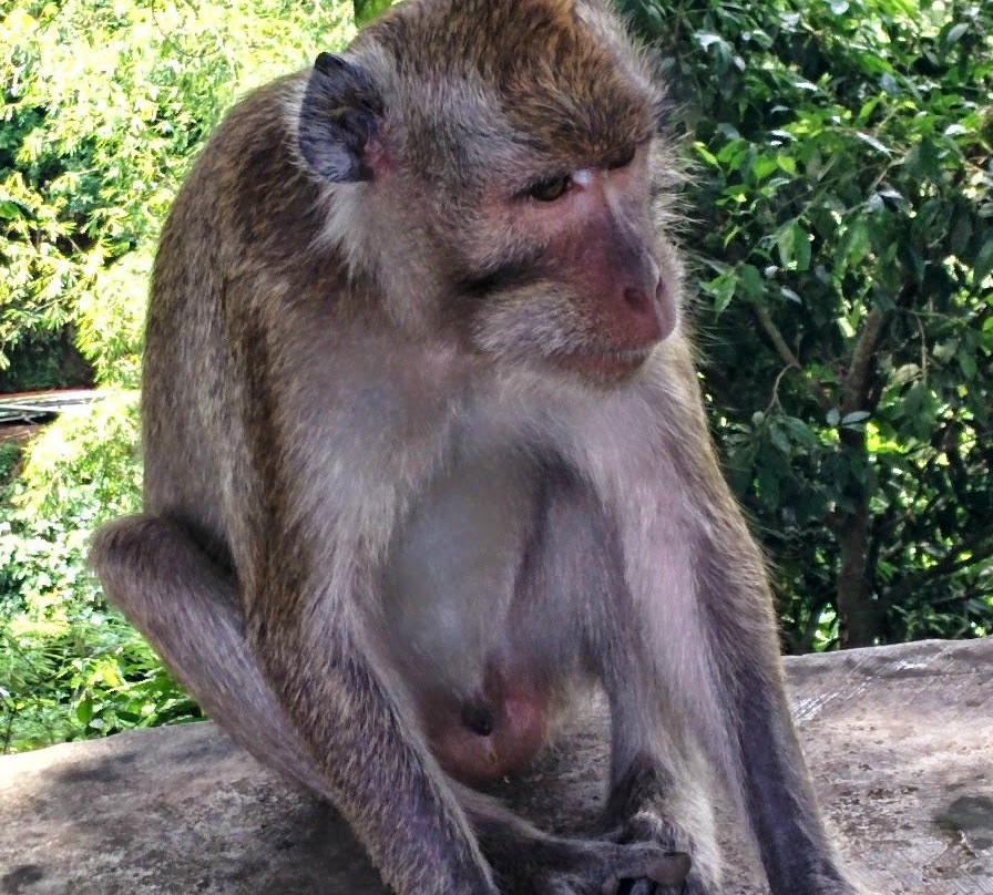 Sumber Mata Air Umbul Jumprit-Temanggung必去景点