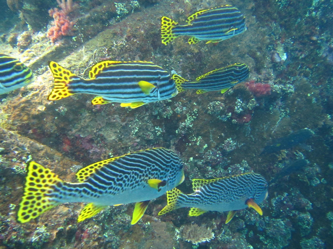 Scuba Duba Doo Dive Center-库塔必去景点